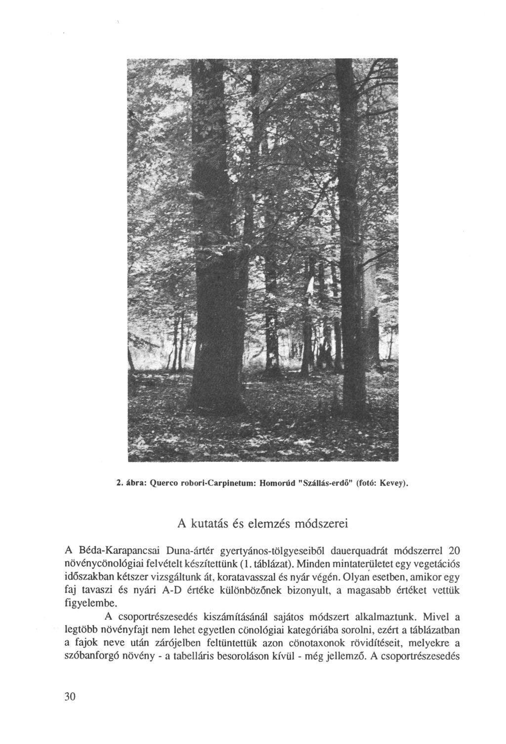 2. ábra: Querco robori-carpinetum: Homorúd "zállás-erdő" (fotó: Kevey).