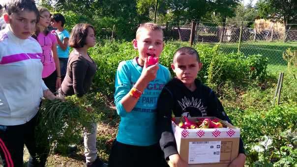 Jutalmazás Hátrányos helyzetű gyerekek hazavitték a termést Betakarított finomságok elfogyasztása Kinevezett jutalomnövény: pl.