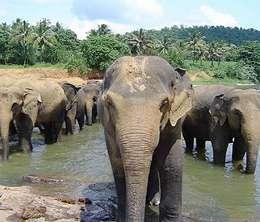 Útközben látogatás Pinnawala-ba, az elefántárvaházba, ahol a dzsungelben árván maradt állatokat gondozzák és munkára tanítják.