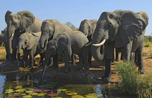 DÉL-AFRIKAI KÖZTÁRSASÁG DÉL-AFRIKAI SZAFARI Élménytúra az elefántok földjén Szafari a híres Kruger Parkban Sétáljon elefántokkal Konzultáljon egy afrikai falu gyógyítójával A mesés Blyde-kanyon