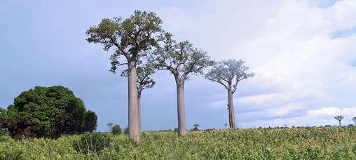 MADAGASZKÁR KÖRUTAZÁS MADAGASZKÁRON Csodálatos állat- és növényvilág Kirándulás zebun és a lemúr-park látogatás Meseszép rizsföldek az ország középső részén Fürdőzés, búvárkodás az óceánban 1.