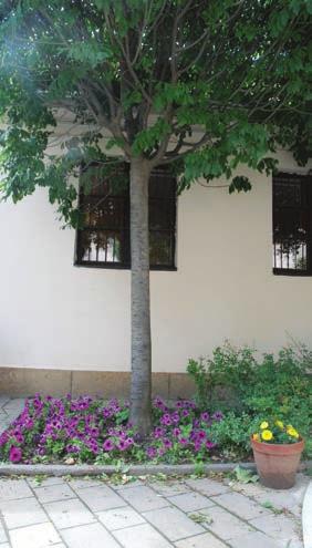Ciszterci