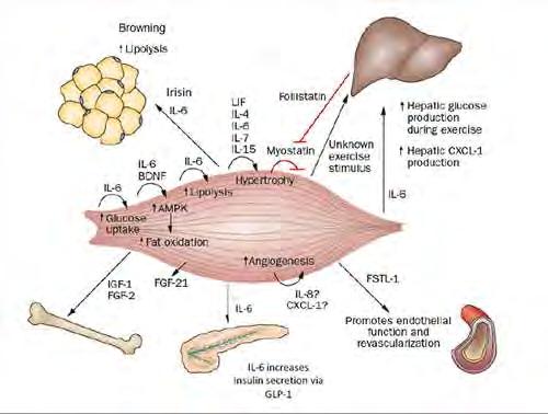 LIF, IL-4, IL-6, IL-7, IL-15 A myokinek hatásai izomnövekedés Myostatin: gátolja az izomnövekedést Fizikai aktivitás a myostatint gátolja ( a májban myostatin inhibitor, follistatin termelődik)