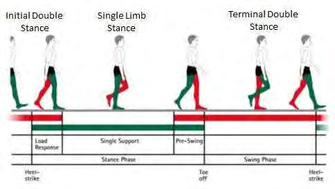 A gerinc és alsó végtagi funkciókárosodás felmérése és kezelése Computerized clinical gait analysis includes the kinematic, kinetic, and neuromuscular activation components.
