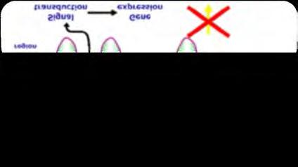 GCA: IL6 receptor gátlás A betegek többsége csak magas dózisú és hosszas szteroid kezelésre reagál aminek számos mellékhatása van A fellángolás aránya magas (60%) Hagyományos DMARD és a TNF alfa