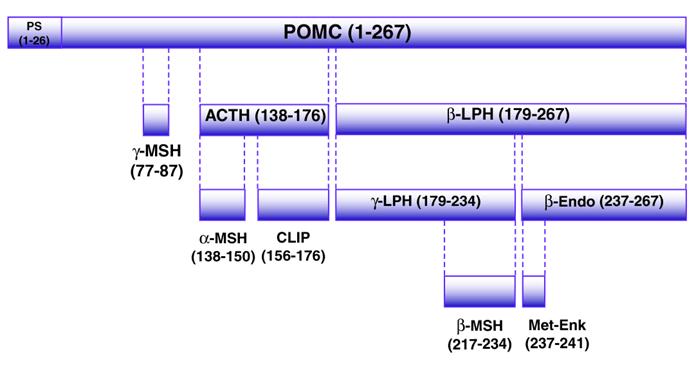 Biokémiai csoportok 1. Choriosomatomammotrop hormonok: Prolaktin Növekedési hormonok (GF) 2.