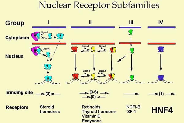 A receptor családok Több mint 150 féle magreceptort ismerünk, ezek közül vannak olyanok is amelyeknek maga a ligandja még nem ismert. Ezt az alcsoportot nevezzük árva magreceptoroknak. I.