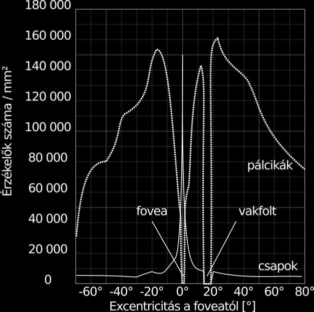 ábra A retinán található érzékelők eloszlása a foveától (0 ) való excentricitás függvényében [14] A retinán található fő érzékelő