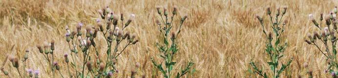 Mezei acat (Cirsium