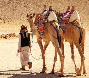 Hurghada éttermei, bárjai és üzletei változatos kikapcsolódást kínálnak egy strandolással vagy kirándulással töltött nap után. A Hurghadától kb.