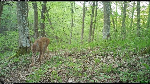 Hiúz (Lynx lynx) A faj aktuális előfordulását friss adatok igazolták Nógrádi-Heves megye határáról, az Upponyi-hegység területéről és a Bükkből is.