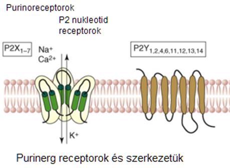 Fiziológiás inger ATP és a purinerg jelátviteli rendszer Purinerg rendszer: ionotróp (P2X) és metabotróp (P2Y) receptorok szerep a fejlődésben, támasztósejtek közötti