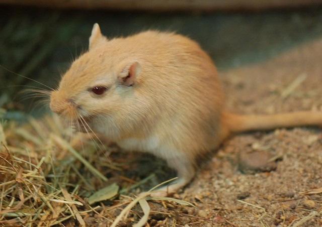 Mongol futóegér/gerbil (Meriones