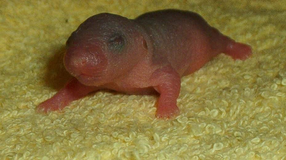 Laboratóriumi patkány szaporodása - Az újszülött patkányok teljesen tehetetlenek - csupaszok, süketek, szemrésük zárt - de rohamosan fejlődnek.
