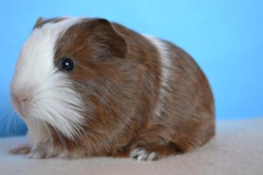 Tengerimalac (Cavia porcellus) Rend: