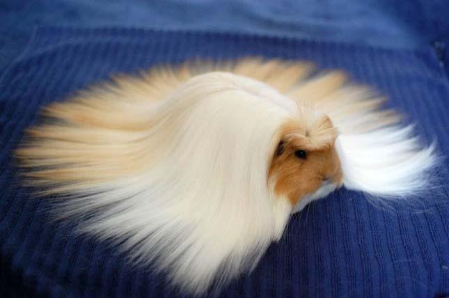 (Caviinae) Nem: Cavia Faj: Cavia