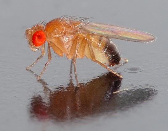 Ecetmuslica (Drosophila melanogaster) Az 1900-as évek elején Thomas Hunt Morgan és tanítványai használták először, és segítségével az öröklődés alapvető törvényszerűségeit (kromoszóma elmélet