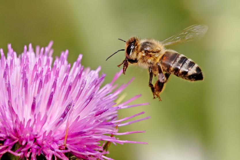 Háziméh (Apis mellifera) Rend: Hártyásszárnyúak (Hymenoptera) Család: Méhfélék (Apidae) Élettartam: anya 3-5 év, here 6 hét, dolgozó 6 hét Kutatásban betöltött szerep: - Méhpempő, méz, méhméreg: