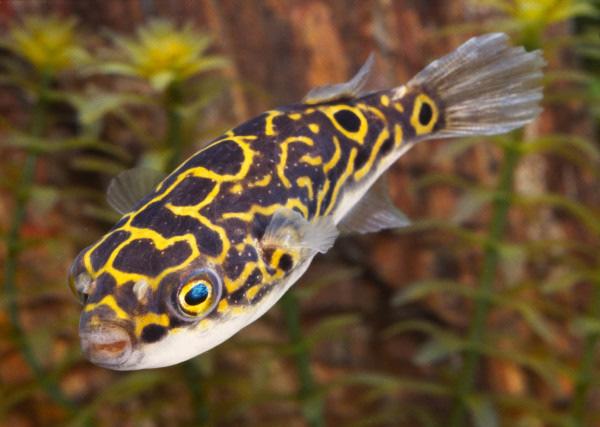 Halak Gömbhal (Tetraodon fluviatilis) - Érdekesség: Egy gömbhalban található körülbelül harminc emberi élet kioltásához elegendő, elsősorban a májban, a petezsákban, a