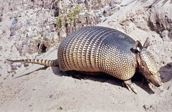 Kilencöves tatu (Dasypus novemcinctus) Előfordulás: - Dél-Amerikában honos (Egyesült Államok déli része).