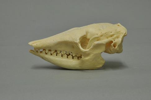 Sörtés armadilló, vagy nagy szőrös tatu (Chaetophractus villosus) Előfordulása: Dél-Amerika déli részén félsivatagok, pampák és ritkás erdőségek.