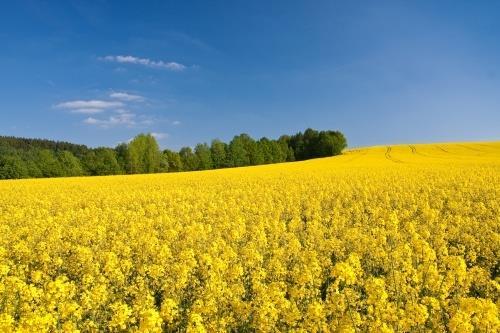 5. ábra Repce (Brassica napus) (Czinege 2012) A repce (5. ábra) fontos és értékes olajnövényünk, területegységenként ebből lehet a legnagyobb mennyiségű olajat kinyerni (Láng 1976, Szabó 1993).