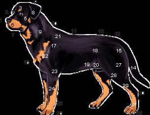 A Rottweiler Fajtastandardja A Nemzetközi Kynologiai Szövetségnél (FCI) letétbe helyezett rottweiler-standard a 147/ 19.06.2000 / D sorszámot viseli.