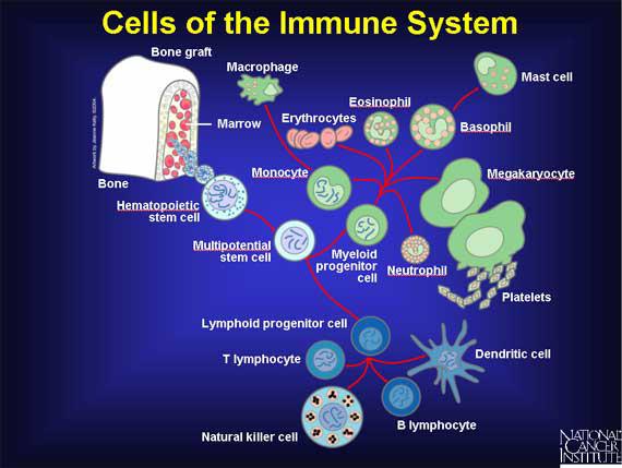 IMMUNRENDSZER