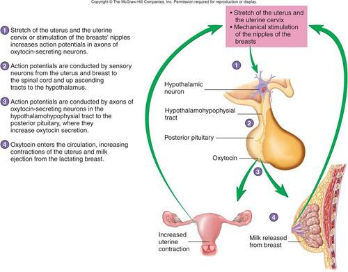 Az oxitocin szekretáló neuronok aktiválódnak. 4.