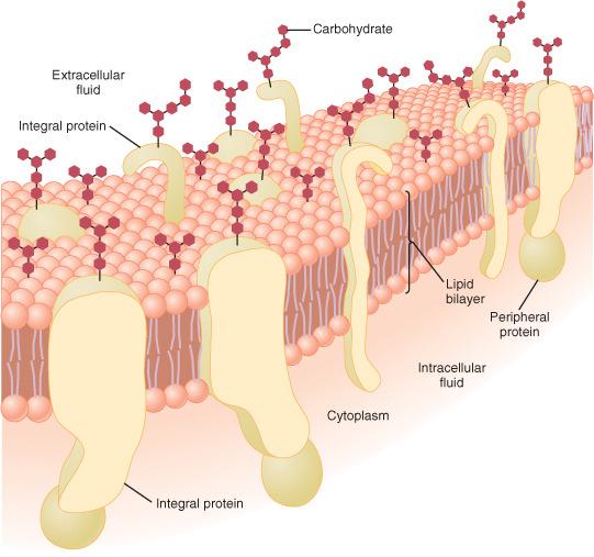 Membránfehérjék (55%): perifériás: enzimek, receptoralkotó integráns (főleg