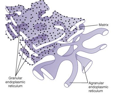 3. ER Összefügg a maghártyával, Metabolikus funkció: Granuláris