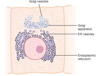 4. Golgi Szoros kapcsolat ER-el