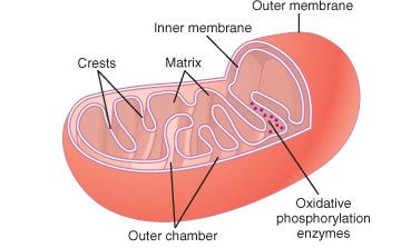 8. Mitochondrium: A sejt energia előállítója: ATP szintézis Szerkezete külső membrán belső membrán (nagy