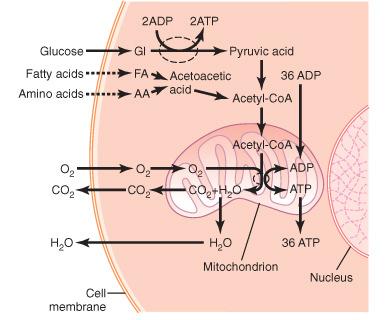 Energianyerés:ATP synthesis ATP felhasználás: