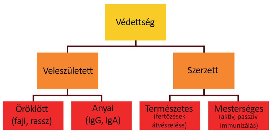 IV. Az infektológia alapjai Ezek a folyamatok vezetnek az ún. autoimmun betegségek kialakulásához. Pl. sclerosis multiplex, sokízületi gyulladás, I. típusú cukorbetegség. Immunhiányos állapotok 1.