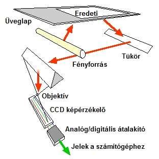 A mai optikai egerek szinte bármilyen sima, homogén felületen képesek működni. 3. Hanyattegér: Az egér fejjel lefelé áll, a kezelő nem az egér házát, hanem közvetlenül a golyót mozgatja.