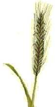 24 Bükköny Vetch Vesce Hajdina Buckwheat Blé Noir Kék virágú csillagfürt Blue Lupine Lupin Bleu Zöldrozs Green Rye Seigle Vert Vicia Fagopyrum Lupinus angustifolius Secale cereale Mennyiség kg/min
