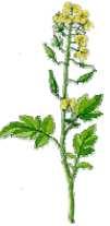 25 Zab Oat Avoine Mustár Mustard Moutarde Lucerna Alfalfa Lucerna Réti here Red Clover Trèfle Rouge Avena Sinapis Alba Medicago Sativa Trifolium Mennyiség kg/min kg/min Mennyiség kg/min kg/min Mennyi