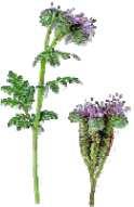 26 Facélia Facélia Phacélie Repce Rape Colza Mák Poppy Pavot Borsó Pea Pois Phacelia tanacetifolia Brassica Napus Papaver Pisum sativum Mennyiség kg/min kg/min Mennyis Mennyis kg/min kg/min kg/min ég