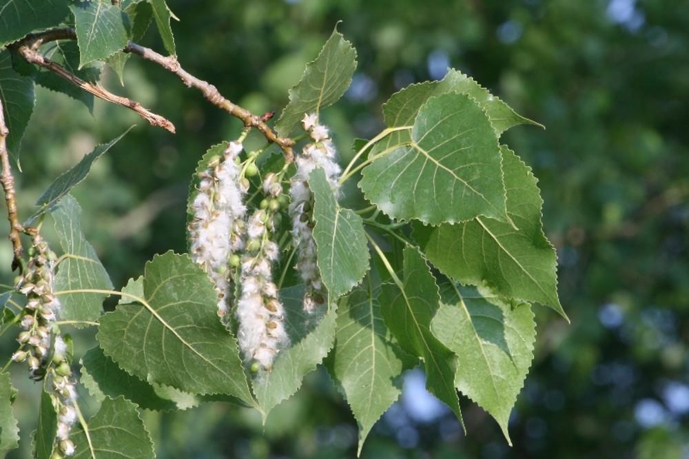 ) Cd, Ni, Pb; mélyebbről is Folyóparti nyár (Populus deltoides) triklór-etilén, széntetraklorid és kőolajszármazékok degradálására Indián fű (Sorghastrum nutans)