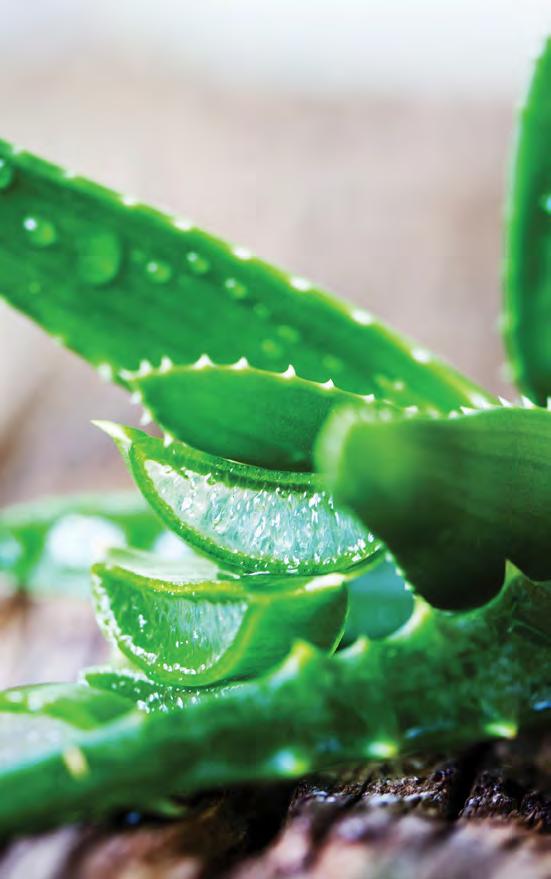 aloe verás paraffin alapú masszázsolaj A könnyen és gyorsan beszívódó, kellemes-naturális illatú masszázsolaj regeneráló, nyugtató hatású aloe kivonatot tartalmaz.