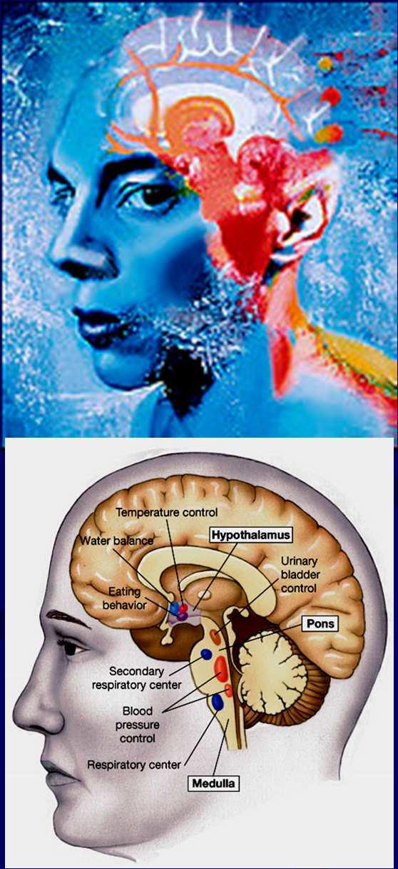 3. Szemléleti áttörés: A neuropeptidek felfedezése Neurovascularis kapcsolat a hypothalamus és a hypophysis között (Harris, Szentágothai, Halász, Flerkó) Az idegrendszer