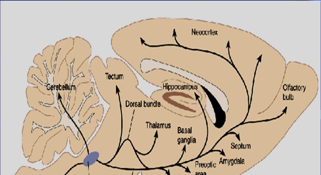 A NEURO-ENDOKRIN-IMMUN