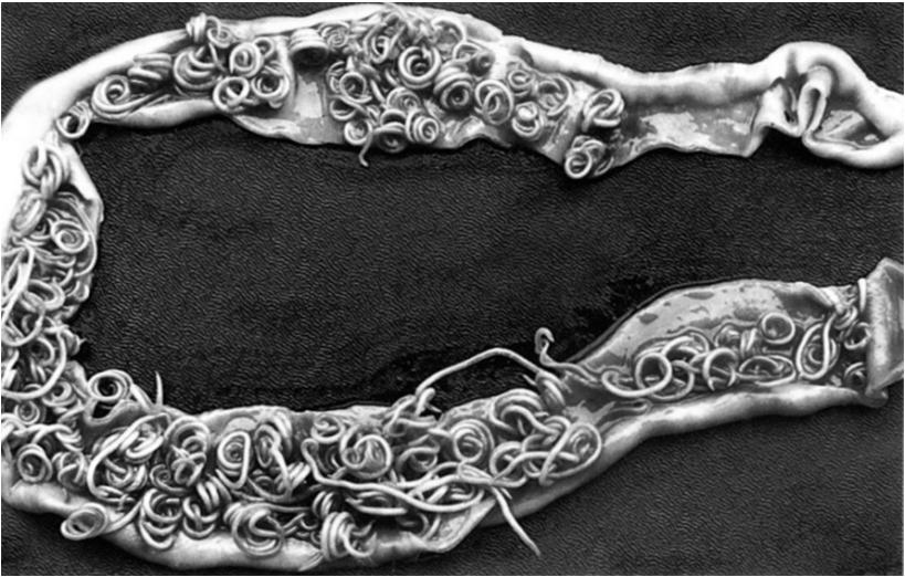 Orsóférgek (Ascaridatosis) jelentős a sertés
