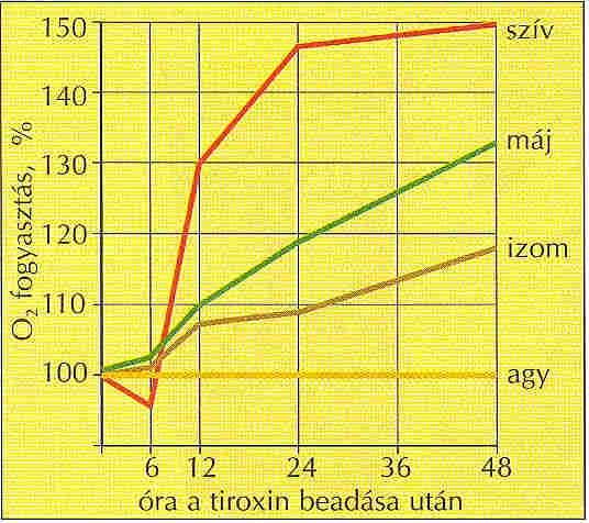 2. Az anyagcserére tett hatás Általános hatása, hogy emeli az oxidatív lebontó-anyagcsere mértékét a mitokondriumok membránjának áteresztőképességének növelésével.