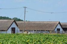 Jászkisér mezőgazdasága meghatározó a település életében.