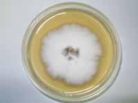 ábra) és a Thermomyces lanuginosus, melyek ph és hőmérséklet optimuma viszonylag magas.