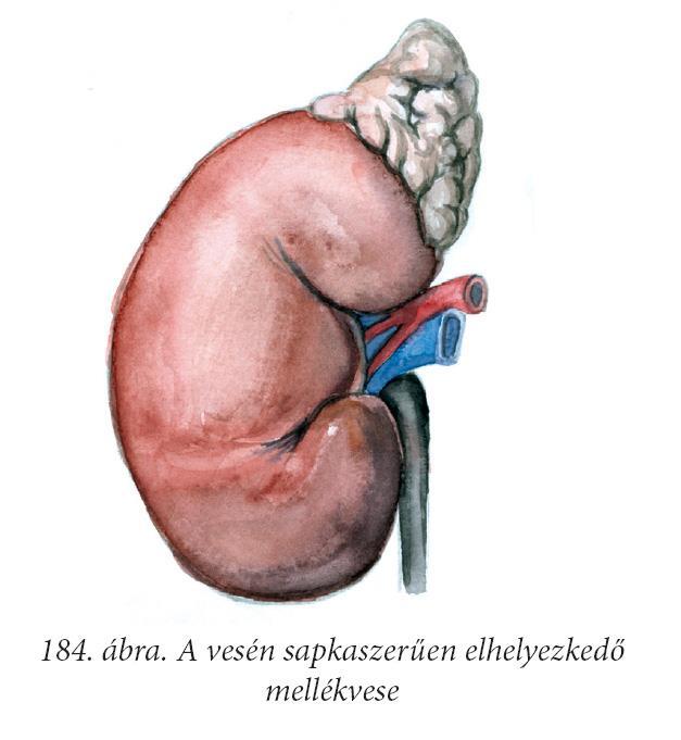 Mellékvese: kéreg áll.: velő: anyagcsere szabályozó., ill.