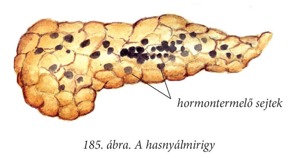 Hasnyálmirigy szigetei: