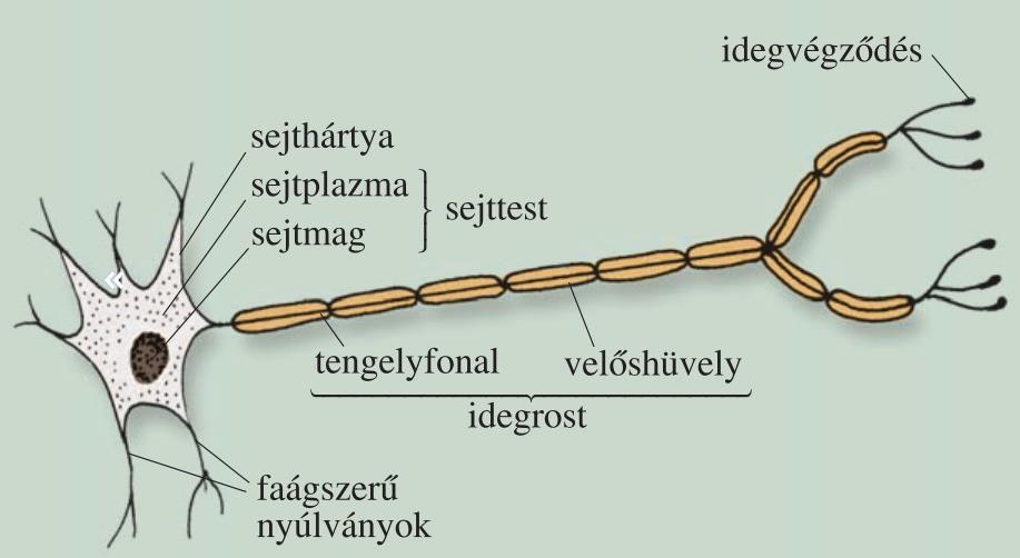 végfácska befűződés axon